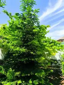 АНДАЛУСИЯ - 37