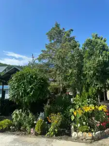 Sibiryachka - 88