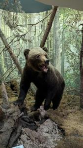 Complex Kamenyuky - 41