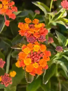 Asteria Bloom Side - 34