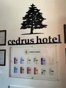 Cedrus - 10
