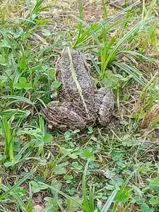 Ulovo Recreation Center - 95