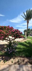 Palm Royale Resort - Soma Bay - 53