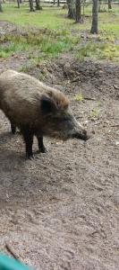 Complex Kamenyuky - 80