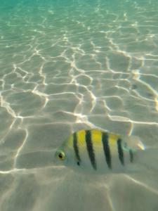 Falcon Naama Star - 14