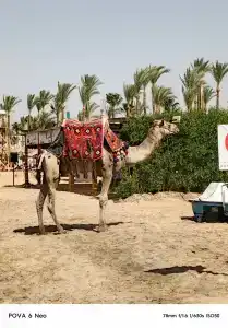 Sharm Resort - All Inclusive - 30