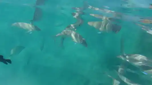 Beach Albatros Resort - 55