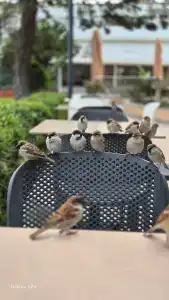 Akra Kemer - All Inclusive - 95