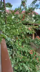Mini Pansionat Kalinka - 4