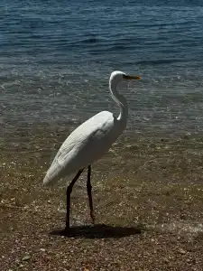 Old Palace Resort Sahl Hasheesh - 48
