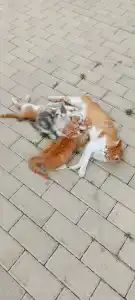 Morskaya Volna Guest house - 36