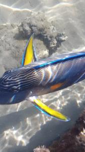 Falcon Naama Star - 44