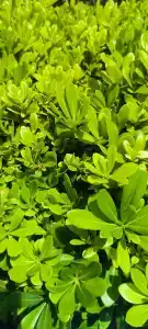 Calyptus Kirman Premium - Ultra All Inclusive - 42