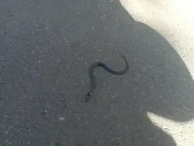 Complex Kamenyuky - 97