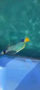 Sharm Resort - All Inclusive - 28