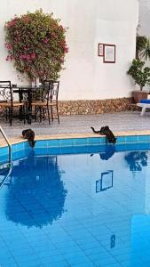 Marlin Inn Azur Resort - 19