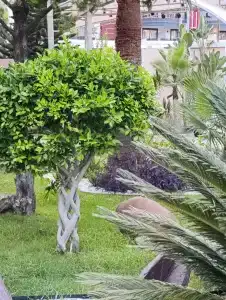 Grand Kaptan - Ultra All Inclusive - 51