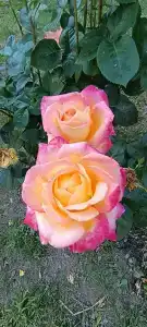 La Ferme de Reve - 43