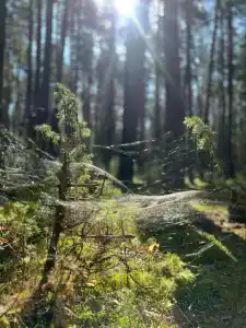 Медикал Спа Резорт Альфа Радон - 91