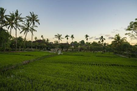 Alpin Resort and Villa Ubud - 48