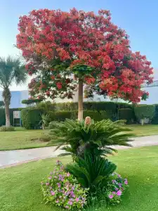 Mercure Hurghada - 26