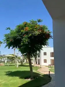 Sunrise Alma Bay Resort - 67