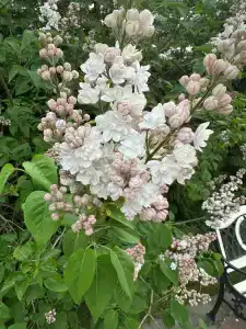 13 Chairs Guest house - 9