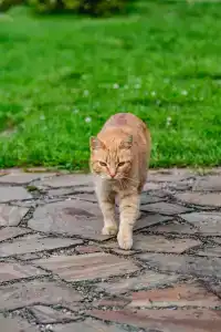 Сomplex Pereslavskaya Sloboda - 49