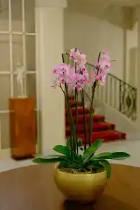 Астория Rocco Forte - 63