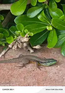 Lonicera World - Ultra All Inclusive - 25