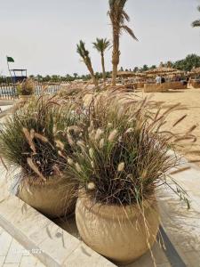 Desert Rose Resort - 93