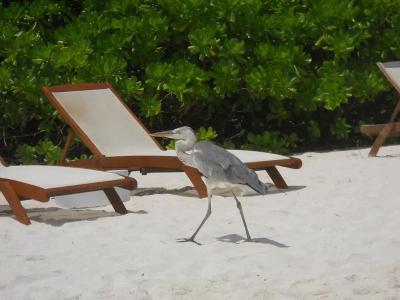 Velassaru Maldives - 63