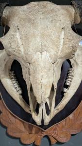 Complex Kamenyuky - 74