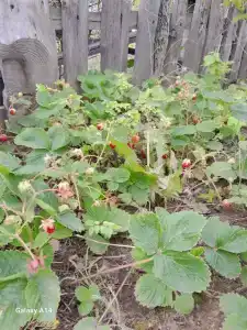 Tatarskiy etnograficheskiy kompleks Ak-Chishma Tourist base - 19