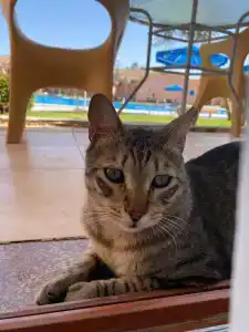 Pickalbatros Jungle Aqua Park - Neverland - 81