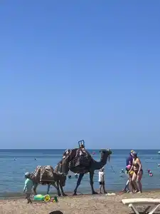 Green Max - All Inclusive - 41