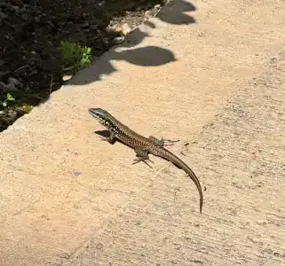 Sailor's Beach Club - 64