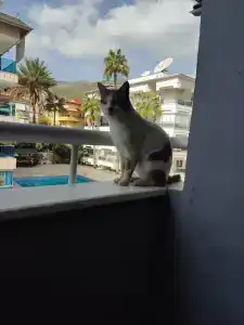 Cleopatra King Apart - 11