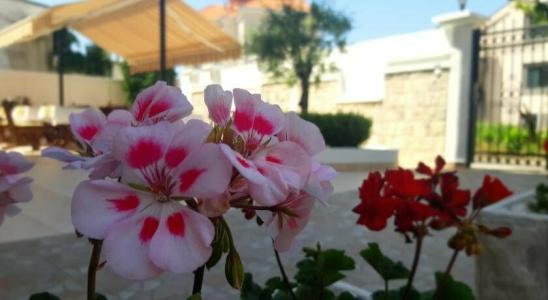 Garni Koral - 32