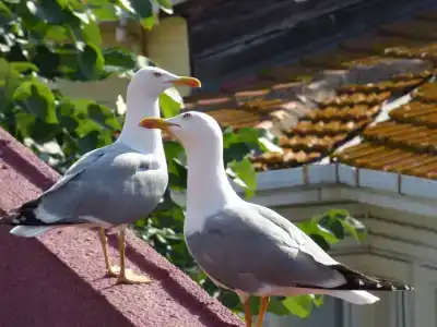 L'isola Guesthouse - 7