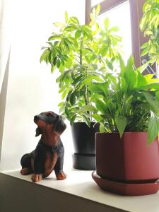 Yamskoj Posad Apart - 23