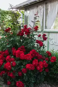 Country Club Olkhovka - 47