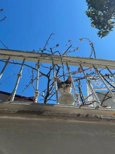 Lemon Villa - Adult Only - 41