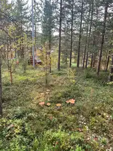 Kola Fishing "Olenya lodge" - 46