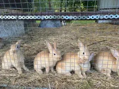 La Ferme de Reve - 44