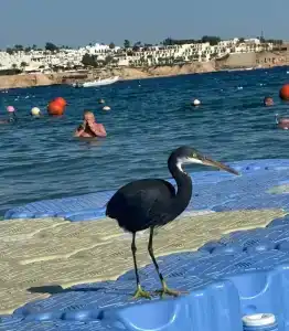 Cataract Resort Naama Bay - 8