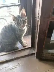 Koryushka Poshla - 52