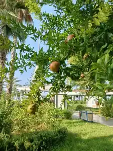 Labranda Alantur - 66