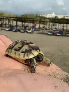 Andriake Beach Club - 48