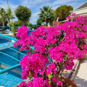 The Grand Blue Sky International - All Inclusive - 26